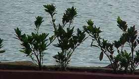 Lagoa