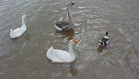 Aves que habitam a lagoa