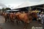 Desfile de carros de bois em Monjolinho de Minas reúne milhares de pessoas